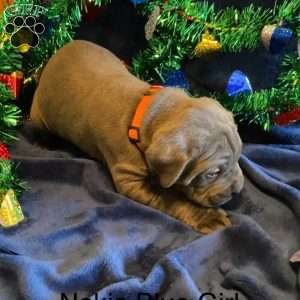 Orange, Cane Corso Puppy