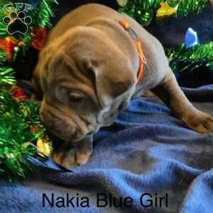 Orange, Cane Corso Puppy