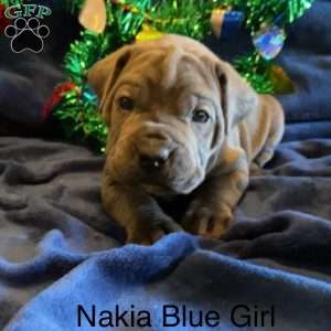 Orange, Cane Corso Puppy