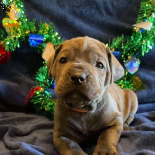 Orange, Cane Corso Puppy