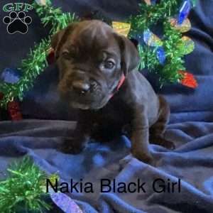 Red, Cane Corso Puppy