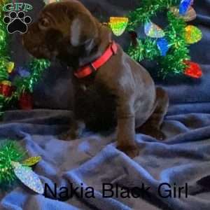 Red, Cane Corso Puppy