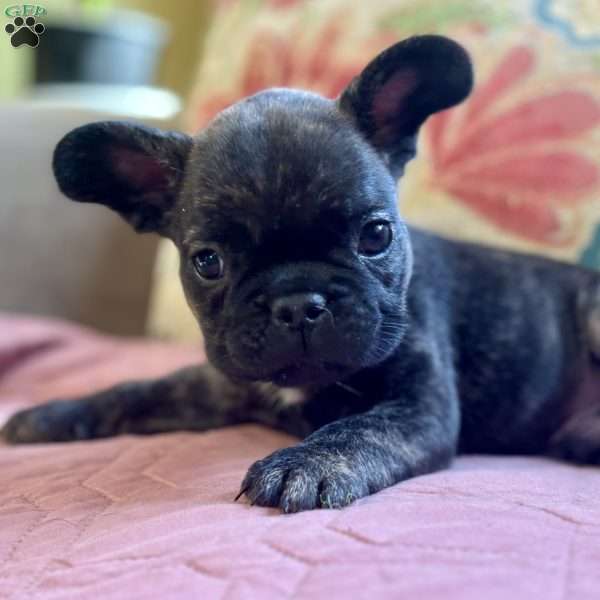 Ryder, French Bulldog Puppy