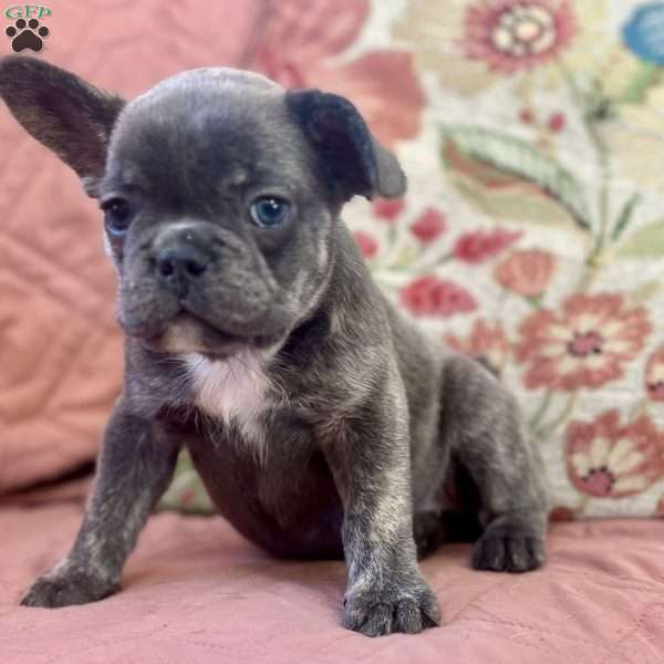 Star, French Bulldog Puppy