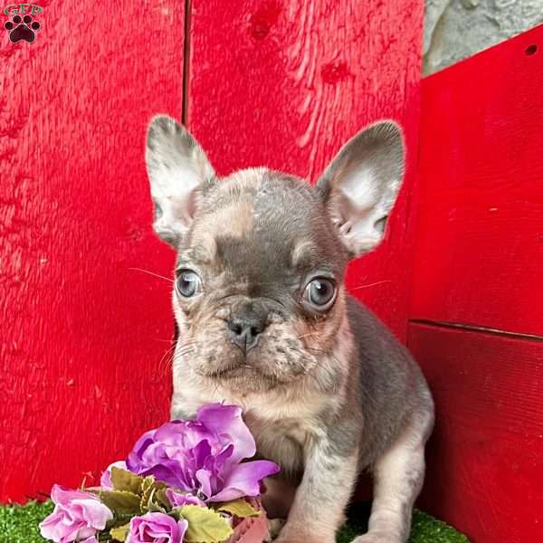 Winnie, French Bulldog Puppy