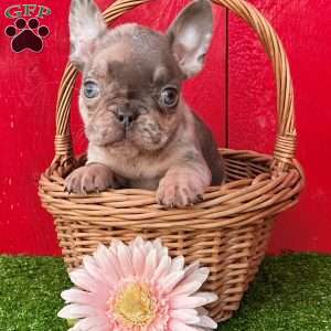 Winnie, French Bulldog Puppy