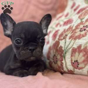 Peanut, French Bulldog Puppy