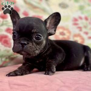 Peanut, French Bulldog Puppy