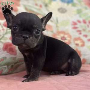 Peanut, French Bulldog Puppy