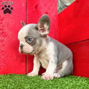 Wyatt, French Bulldog Puppy