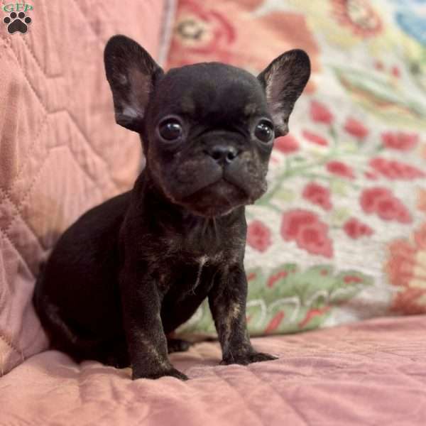 Peanut, French Bulldog Puppy