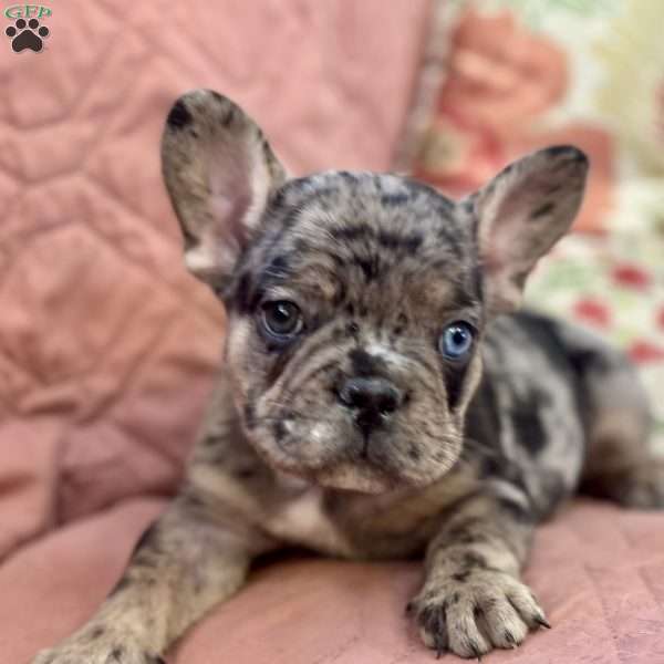 Rocky, French Bulldog Puppy