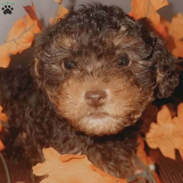 Cinnamon, Yorkie Poo Puppy