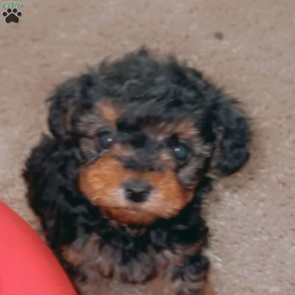 Deon, Yorkie Poo Puppy