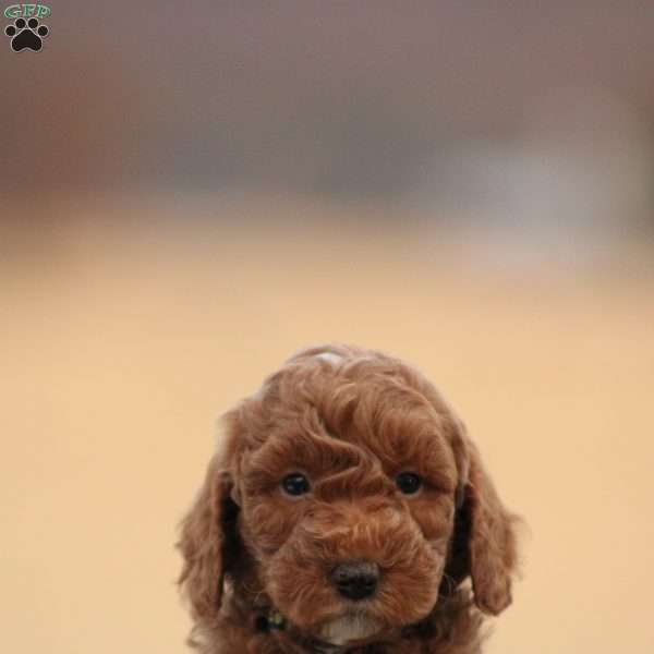 Zaden, Toy Poodle Puppy