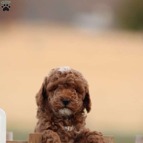 Zackery, Toy Poodle Puppy