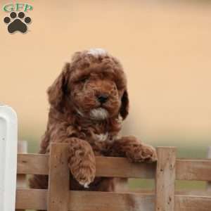 Zackery, Toy Poodle Puppy