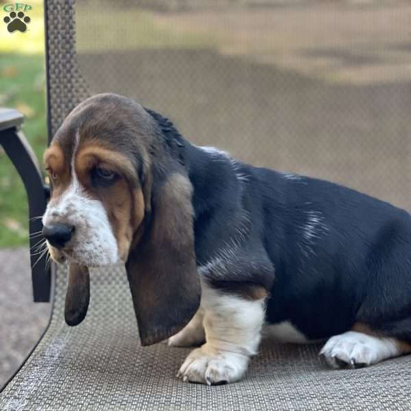 Bruno, Basset Hound Puppy