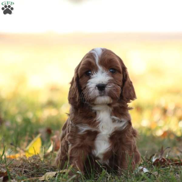 Rowan, Cavapoo Puppy