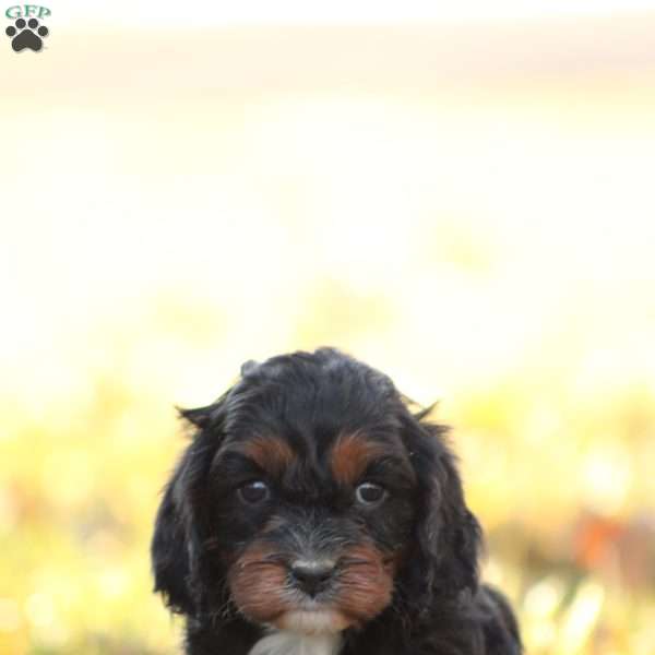 Remington, Cavapoo Puppy