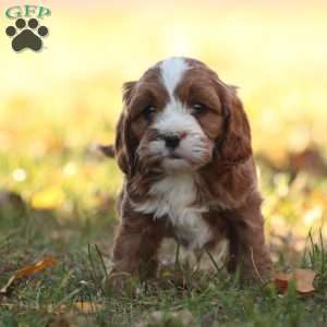 Roman, Cavapoo Puppy