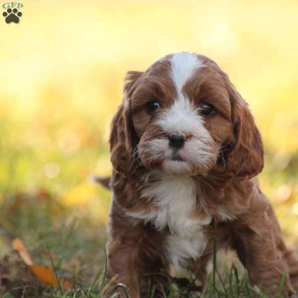 Roman, Cavapoo Puppy