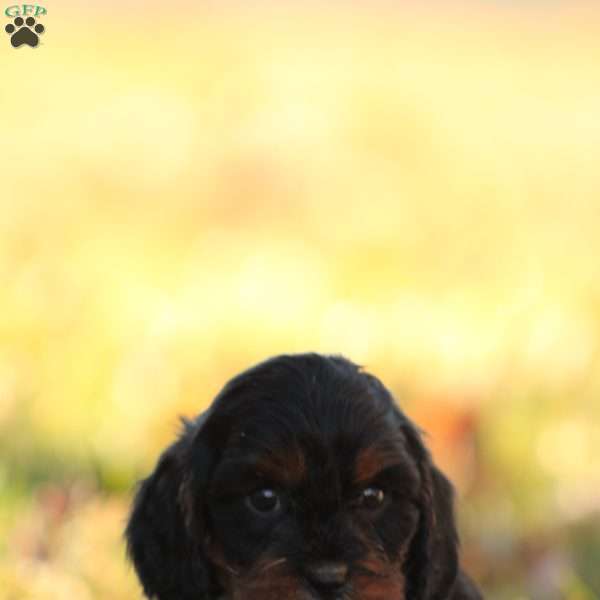 Ryder, Cavapoo Puppy