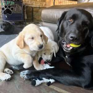 Penny, Golden Retriever Mix Puppy