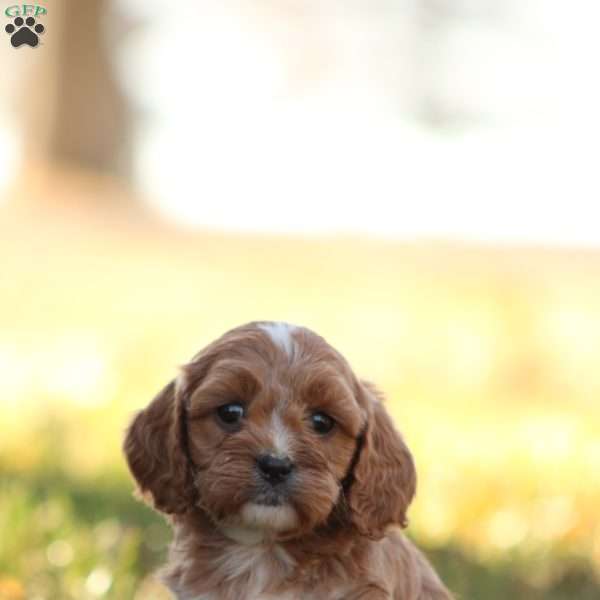 Reba, Cavapoo Puppy