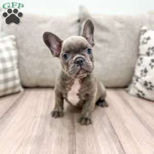 Marco, French Bulldog Puppy