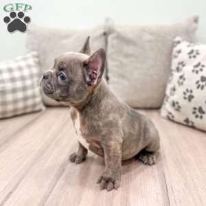 Marco, French Bulldog Puppy