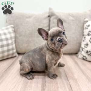 Marco, French Bulldog Puppy