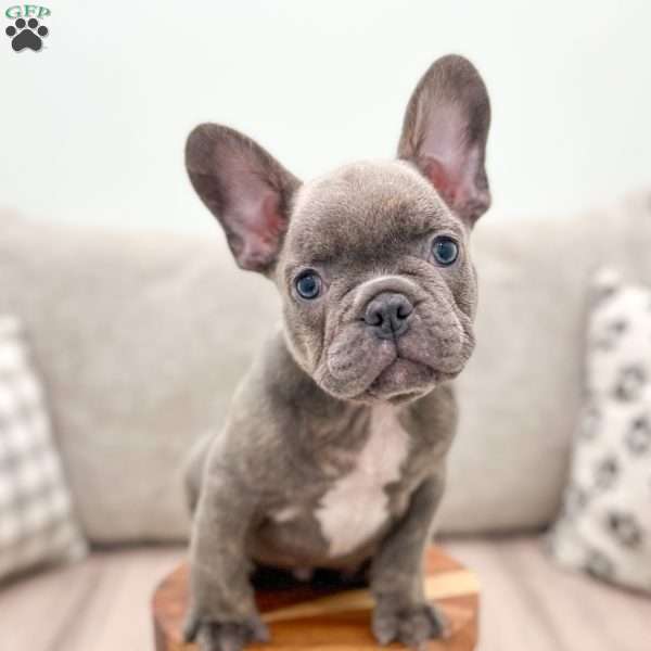 Marco, French Bulldog Puppy