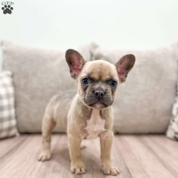 Misty, French Bulldog Puppy