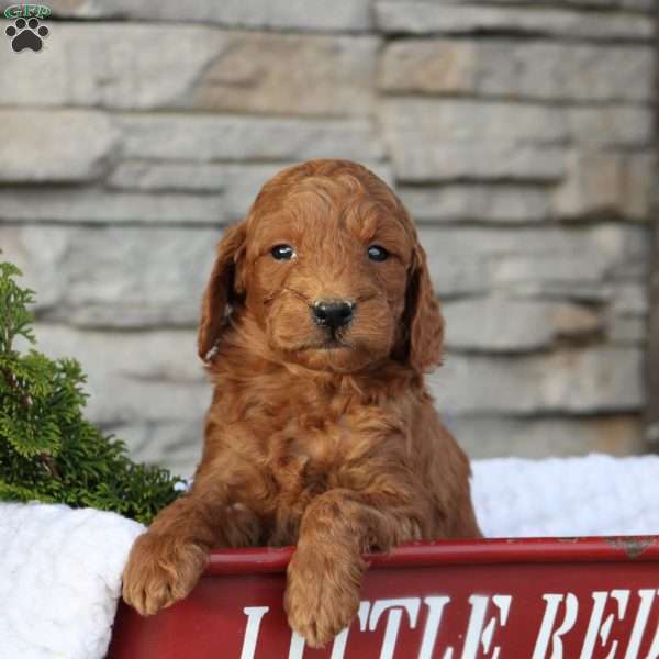 Teagon, Mini Goldendoodle Puppy