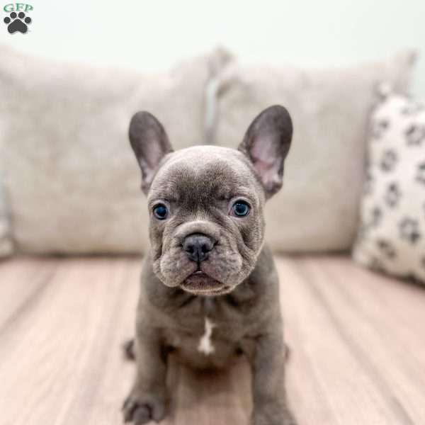 Max, French Bulldog Puppy