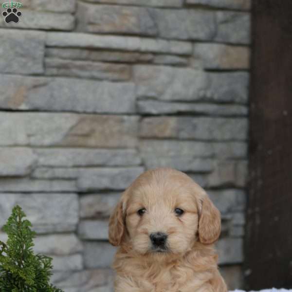 Talia, Mini Goldendoodle Puppy