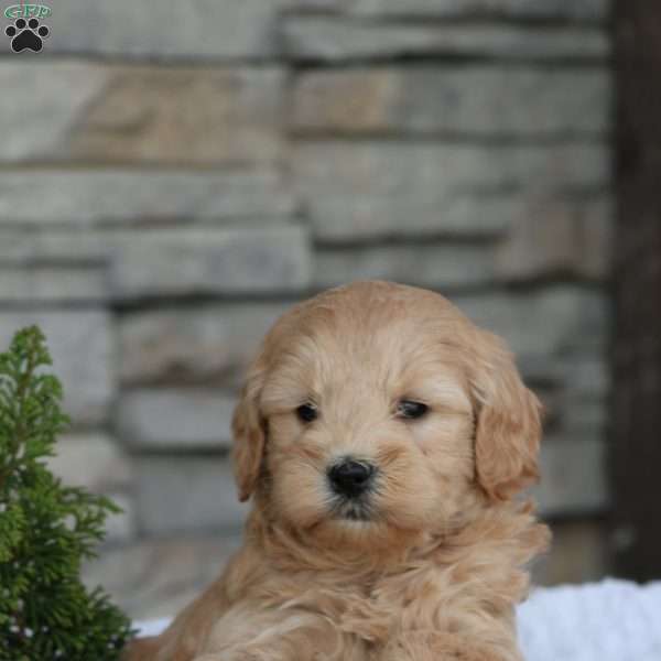 Tira, Mini Goldendoodle Puppy