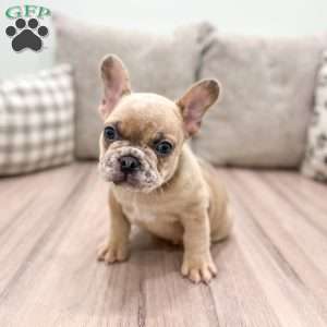 Duke, French Bulldog Puppy