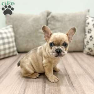 Duke, French Bulldog Puppy