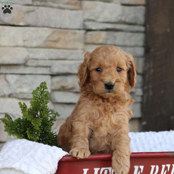 Tinzly, Mini Goldendoodle Puppy