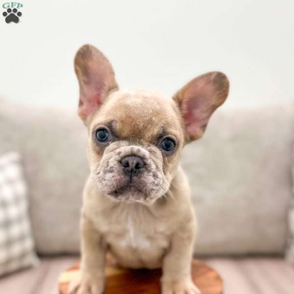 Duke, French Bulldog Puppy