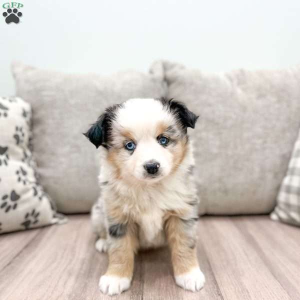 Izzabel, Miniature Australian Shepherd Puppy