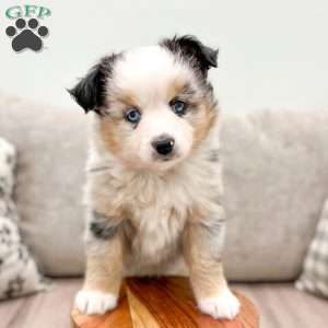 Izzabel, Miniature Australian Shepherd Puppy