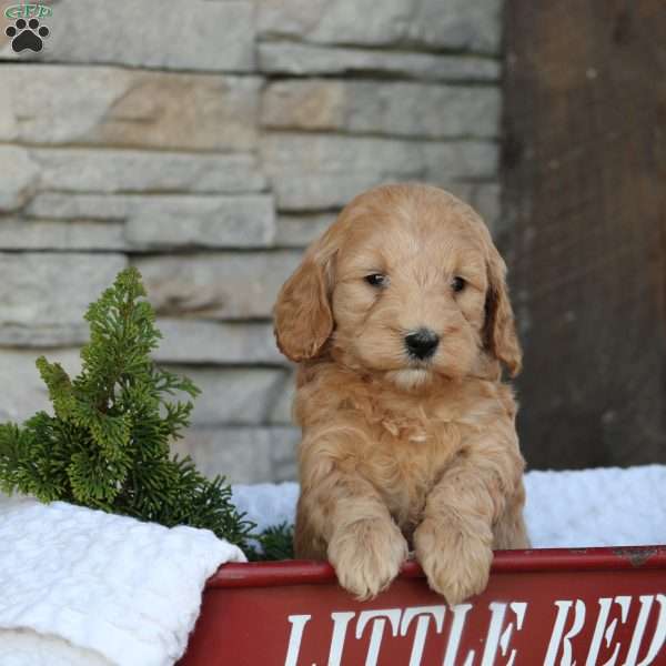 Tanya, Mini Goldendoodle Puppy