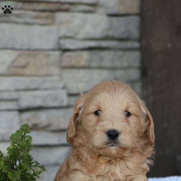 Tavion, Mini Goldendoodle Puppy