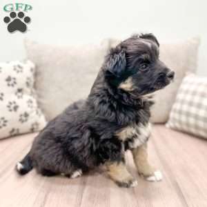 Fido, Miniature Australian Shepherd Puppy