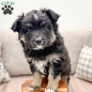 Fido, Miniature Australian Shepherd Puppy