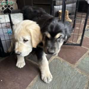 Penny, Golden Retriever Mix Puppy