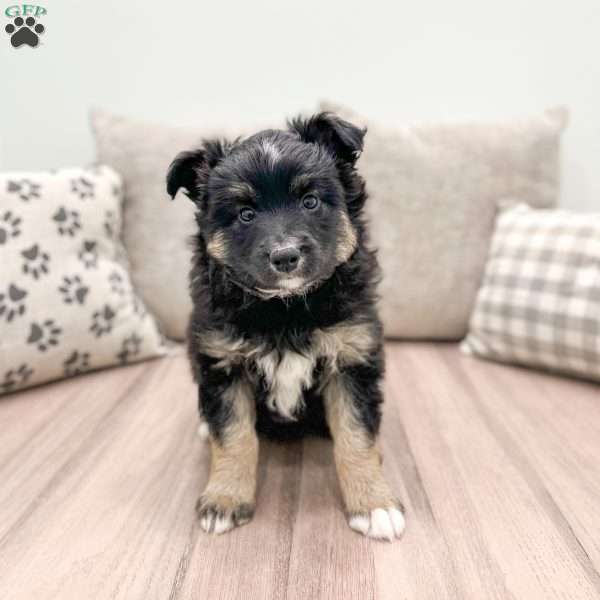 Fido, Miniature Australian Shepherd Puppy